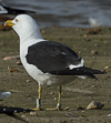 1cy fuscus in August, ringed in Finland. (81365 bytes)